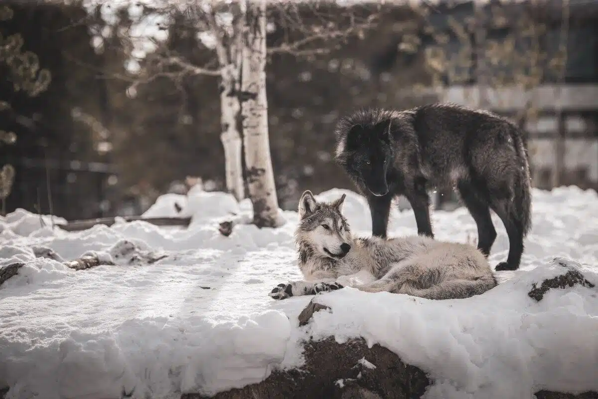 Next up: an inspiring story about two competing wolves.