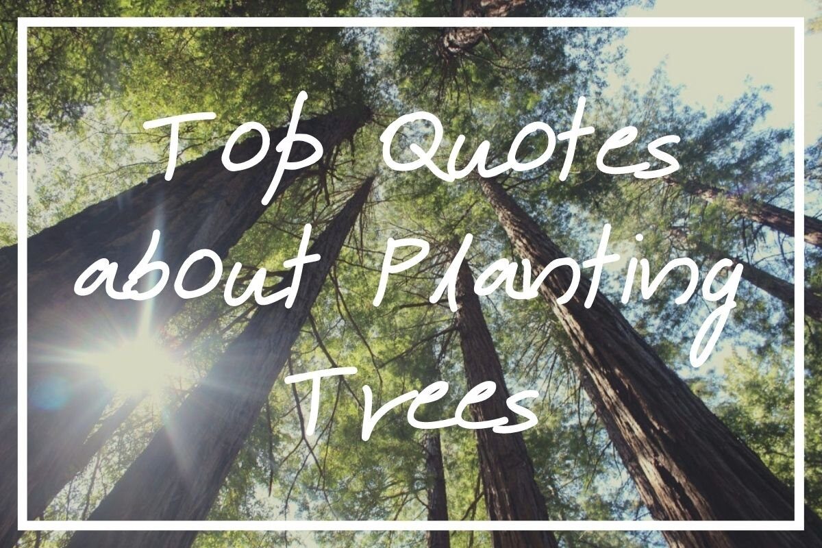 120 Perfect Quotes about Planting Trees [Save the Trees Quotes] - What ...