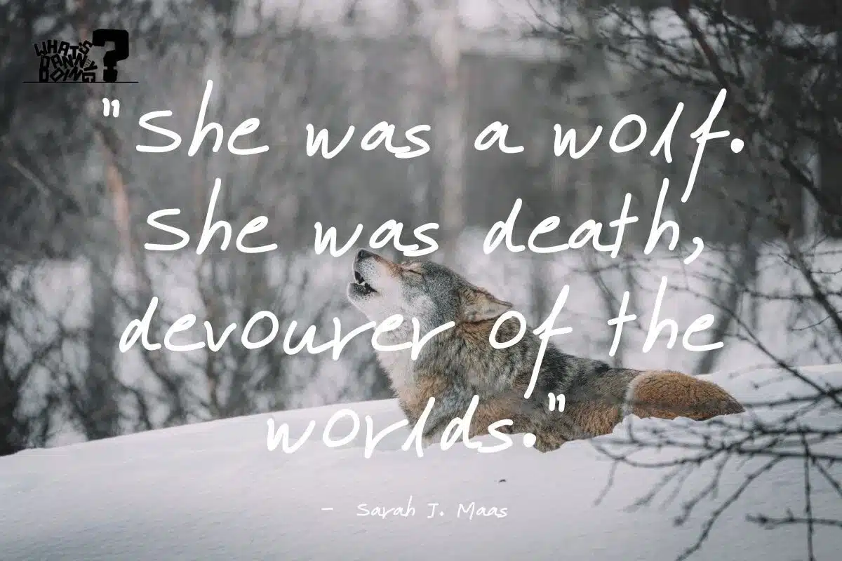 Quotes about lone wolf