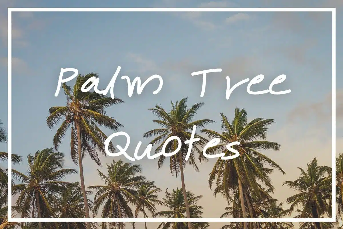 palmtreequotes-7825485