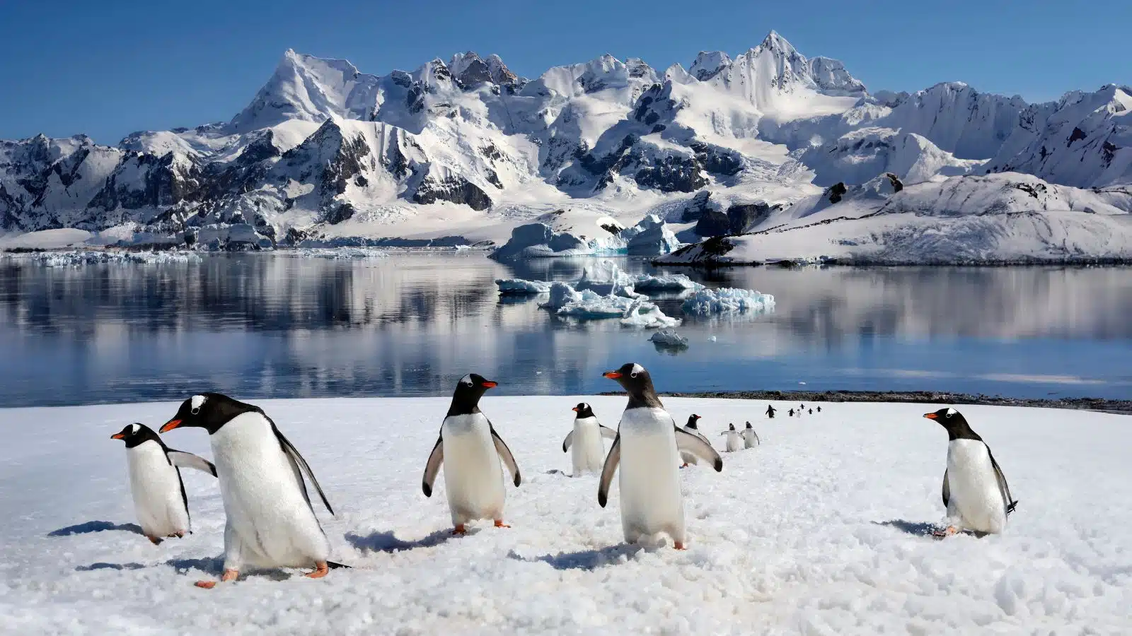 Penguins on Danko Island, Antartic Peninsula in Antarctica